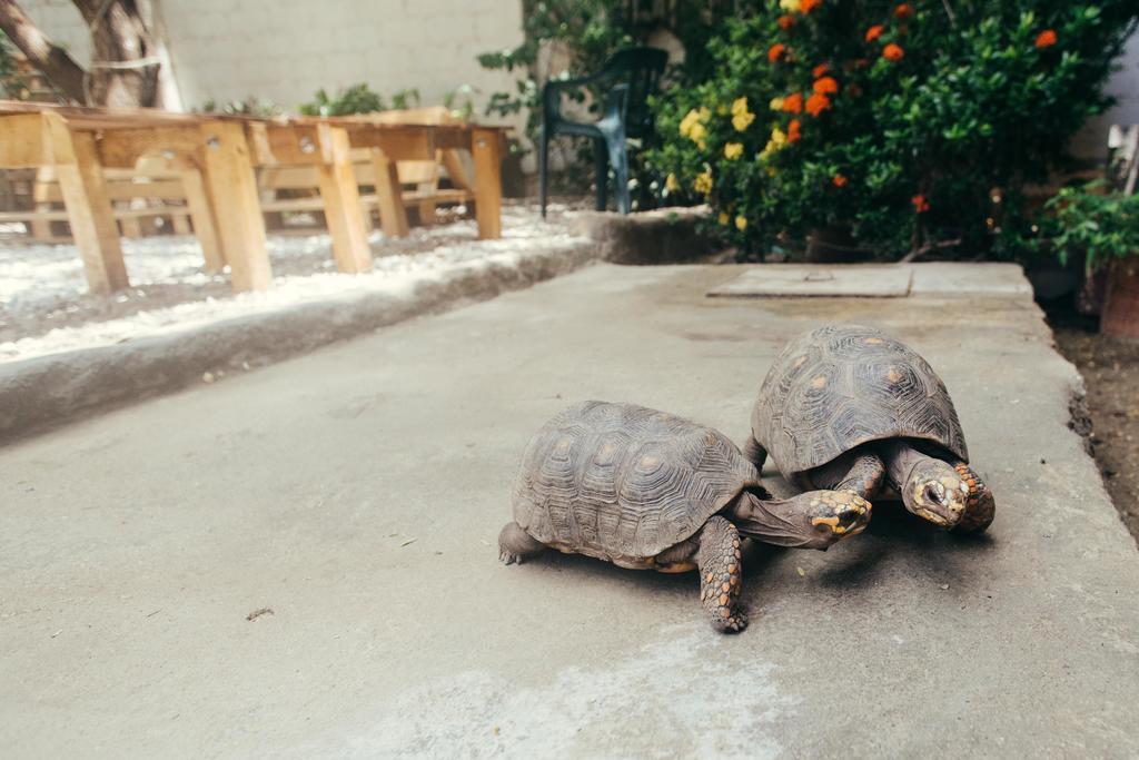 La Tortuga Hostel Taganga Kültér fotó